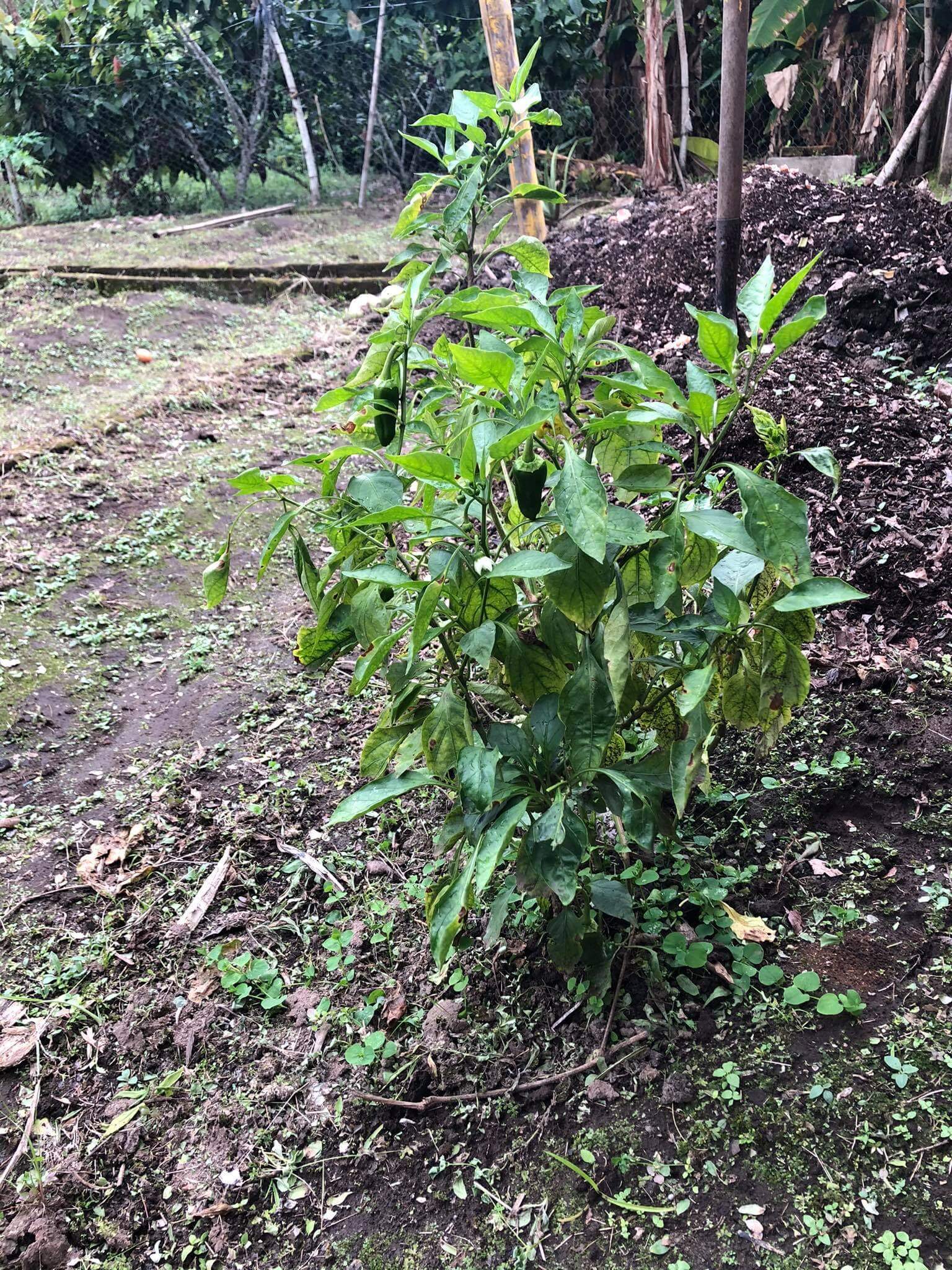 Capsicum annuum cv. 'Jalapeno'